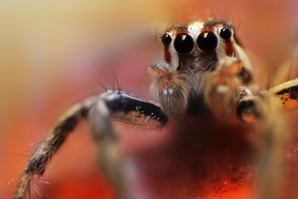brown and black jumping spider in macro photography