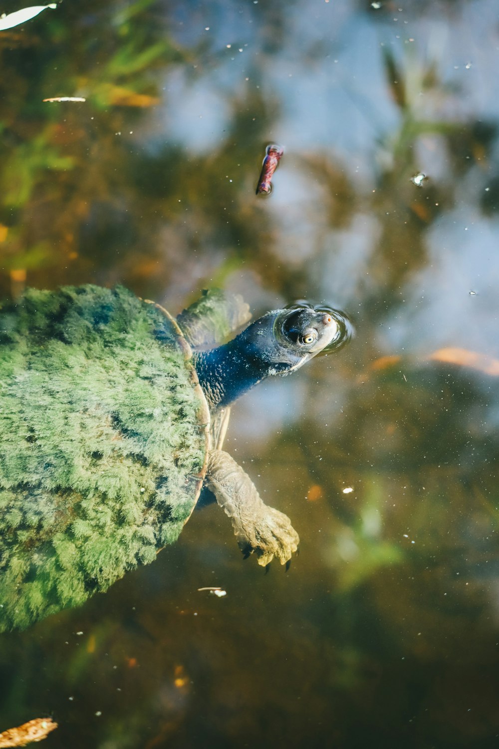 green and brown turtle in water