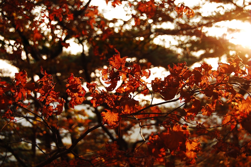 茶色と赤のカエデの葉