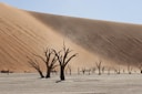 leafless tree on desert during daytime
