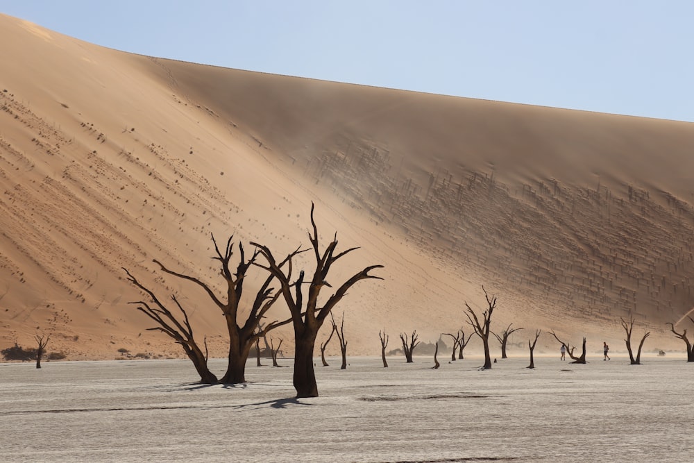 leafless tree on desert during daytime