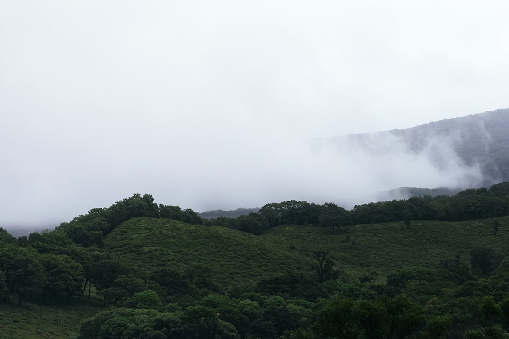 arbres verts sur la montagne sous les nuages blancs pendant la journée