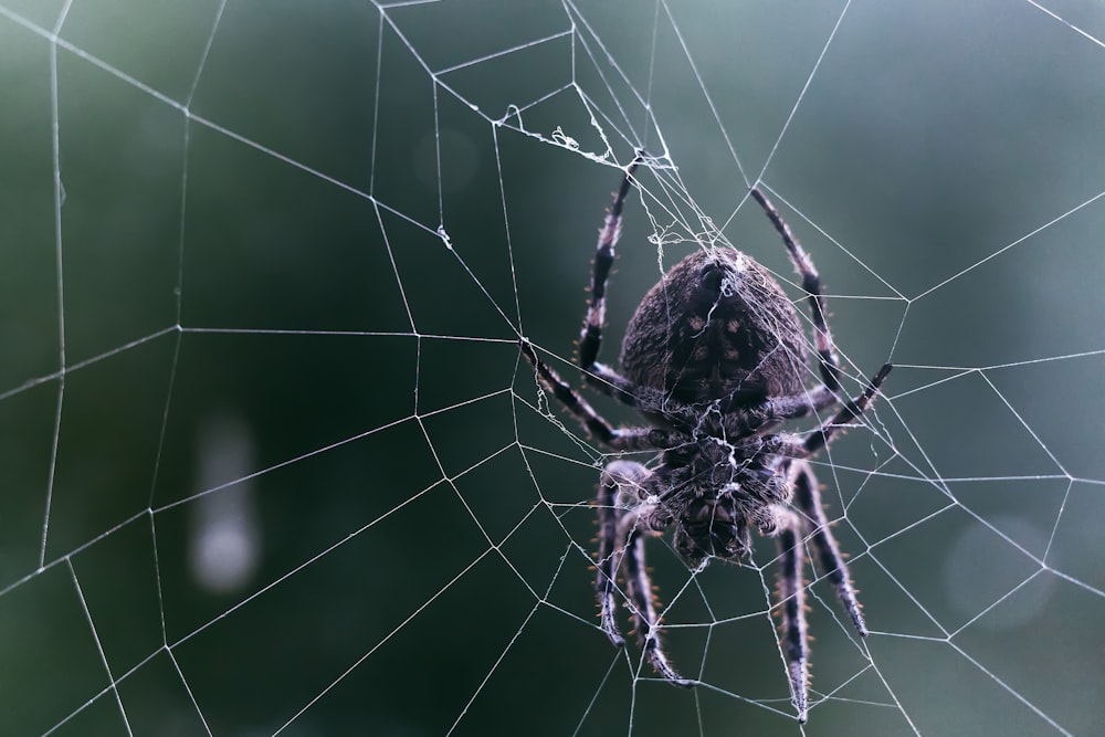 Braune Spinne im Netz in Nahaufnahmen
