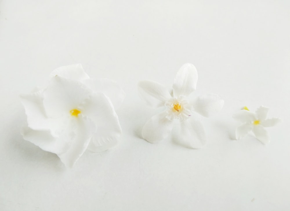 white flower on white surface