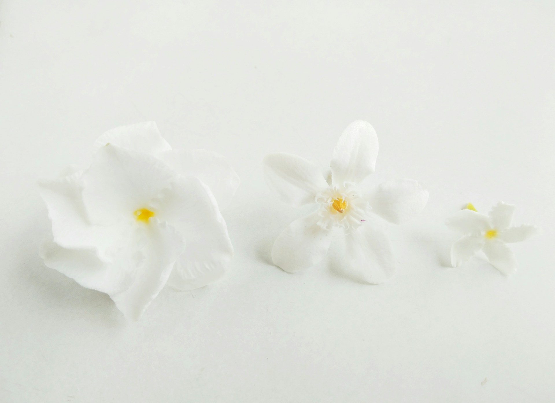 white flower on white surface