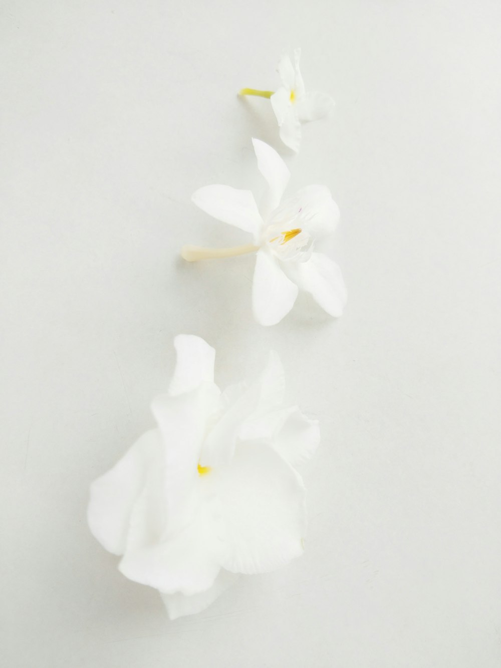 flor blanca sobre superficie blanca