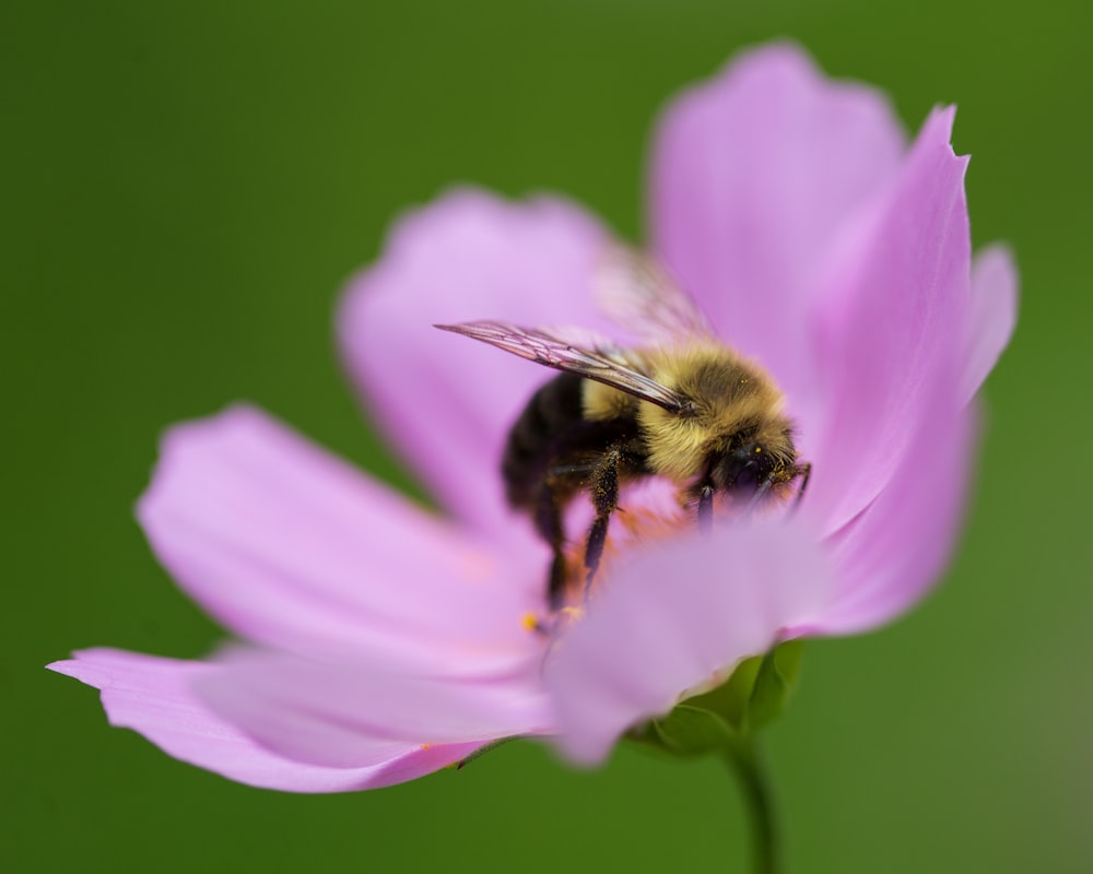 black and yellow bee on purple flower