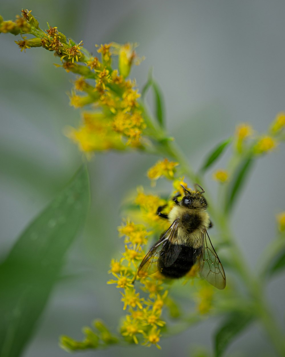 노란 꽃에 검은 색과 노란색 꿀벌