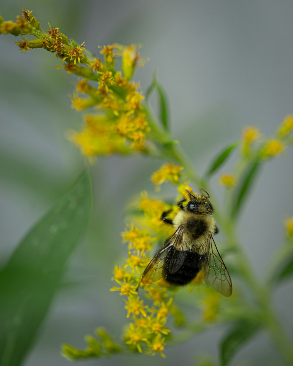 black and yellow bee on yellow flower