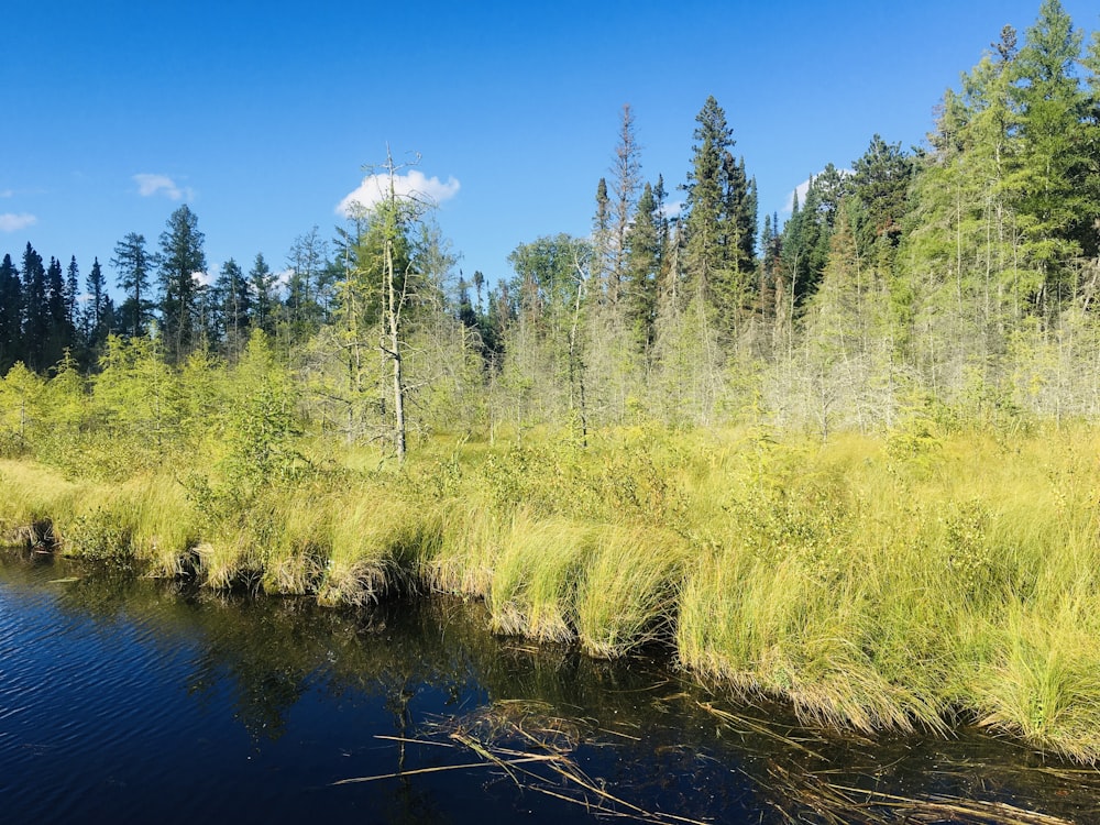 a river running through a lush green forest