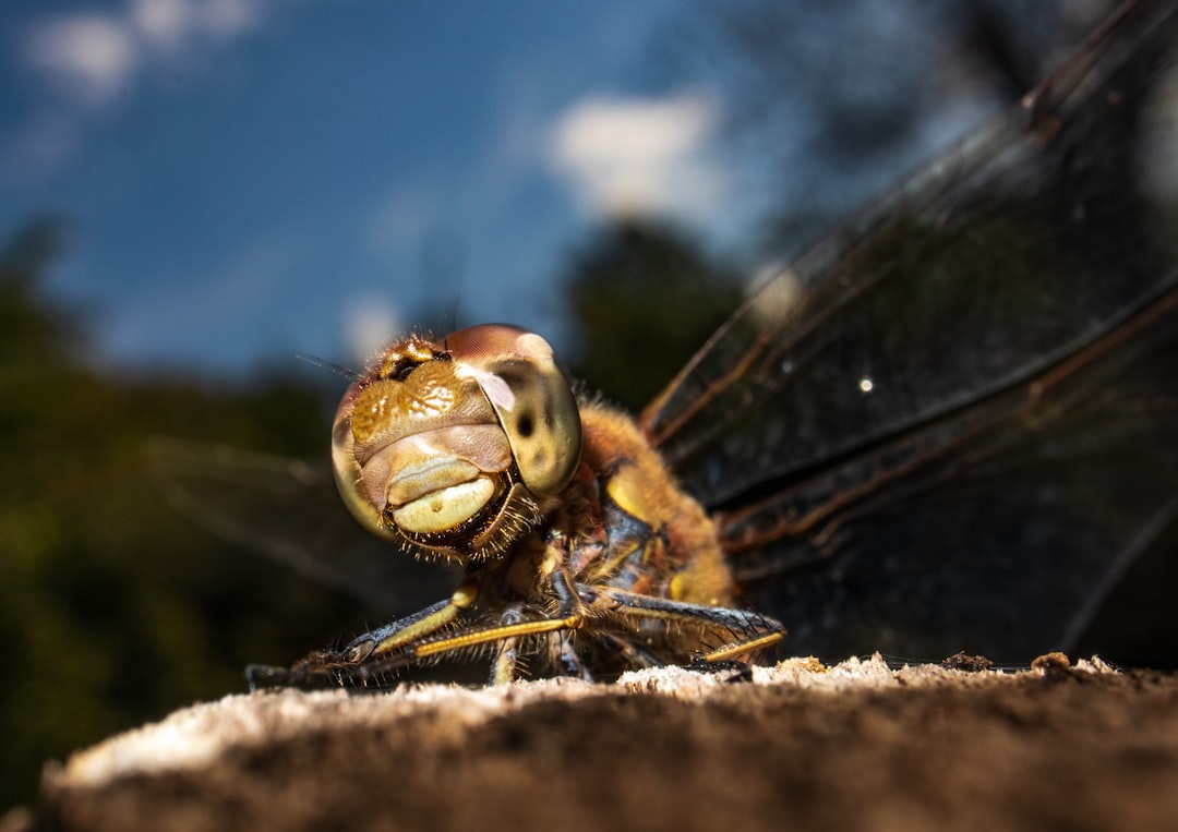 brown and black dragonfly in close up photography