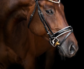 brown horse with black leather strap