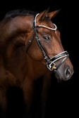 A beautiful brown horse is shown in profile against a dark background. The horse is wearing a bridle adorned with small, reflective gems along the browband, accentuating its well-groomed appearance.