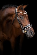 A beautiful brown horse is shown in profile against a dark background. The horse is wearing a bridle adorned with small, reflective gems along the browband, accentuating its well-groomed appearance.