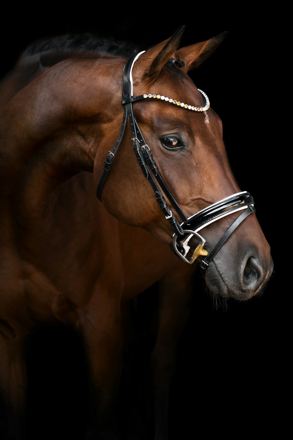 brown horse with black leather strap