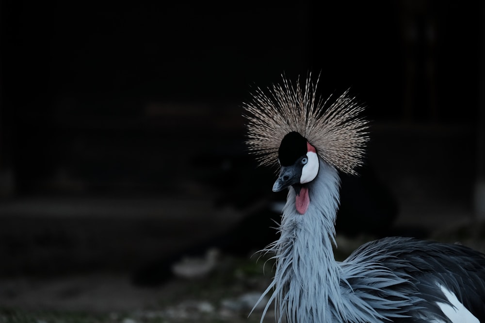 gray crowned crane in close up photography