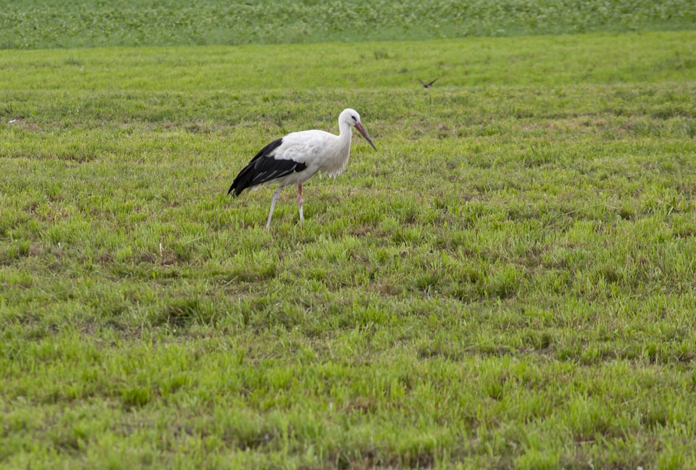 black and white stork on green grass field during daytime