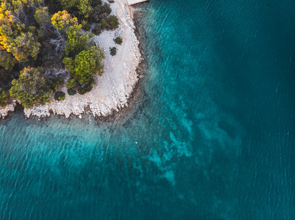 aerial view of green trees beside body of water during daytime