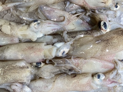 white and gray fish on white sand
