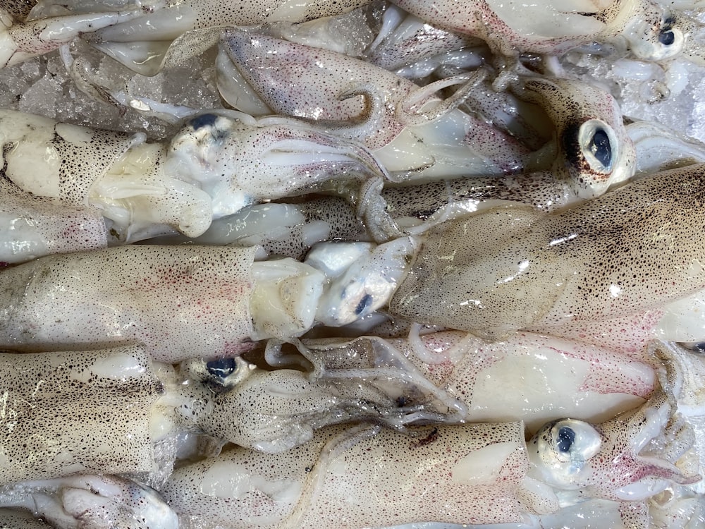 Peces blancos y grises sobre arena blanca