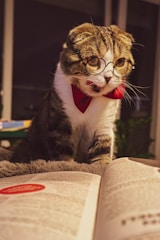 A whimsical cartoon cat wearing glasses, surrounded by books and quirky grammar symbols.