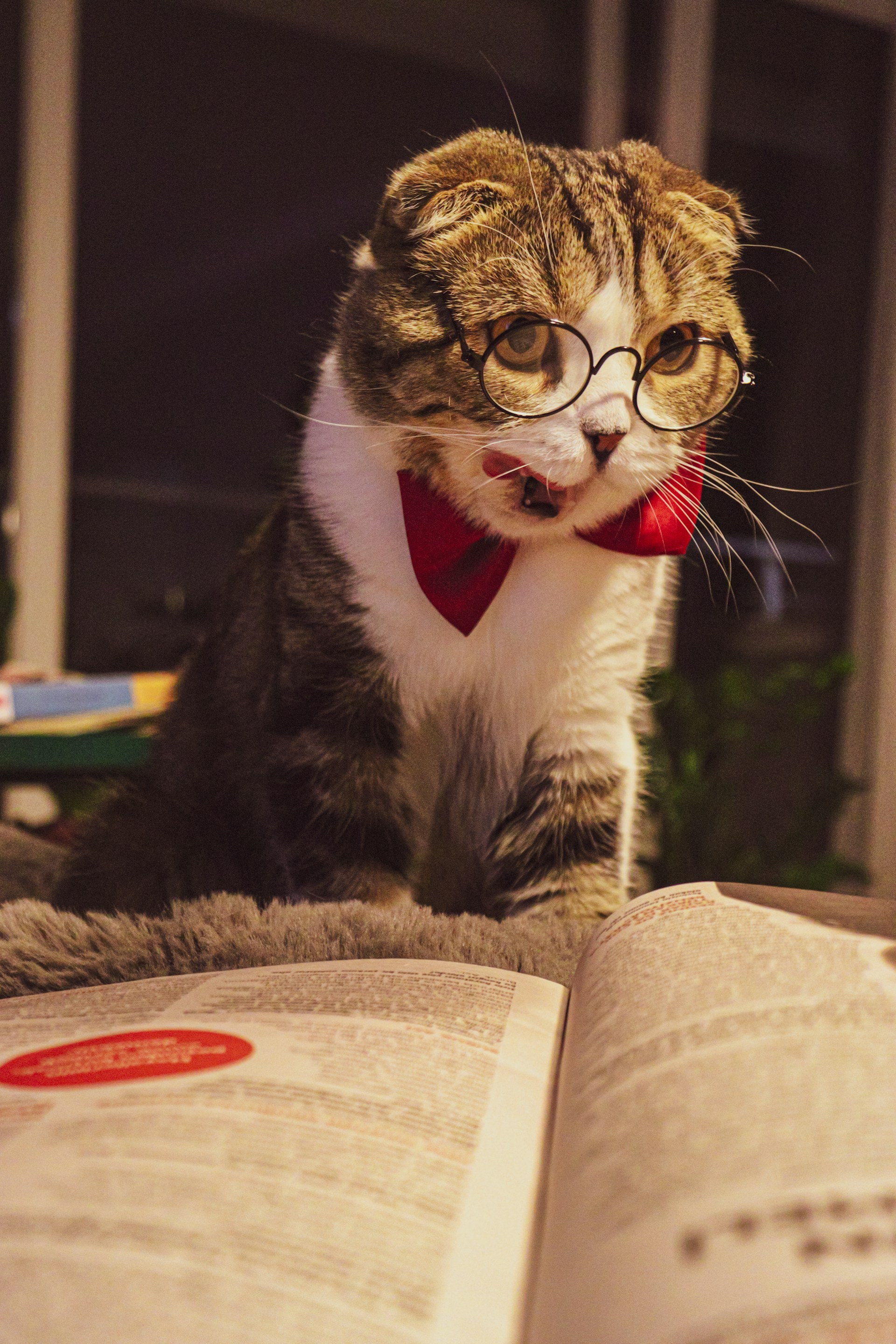 A playful scene of a cat wearing glasses, sitting on a pile of books.