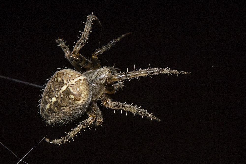 brown and white barn spider