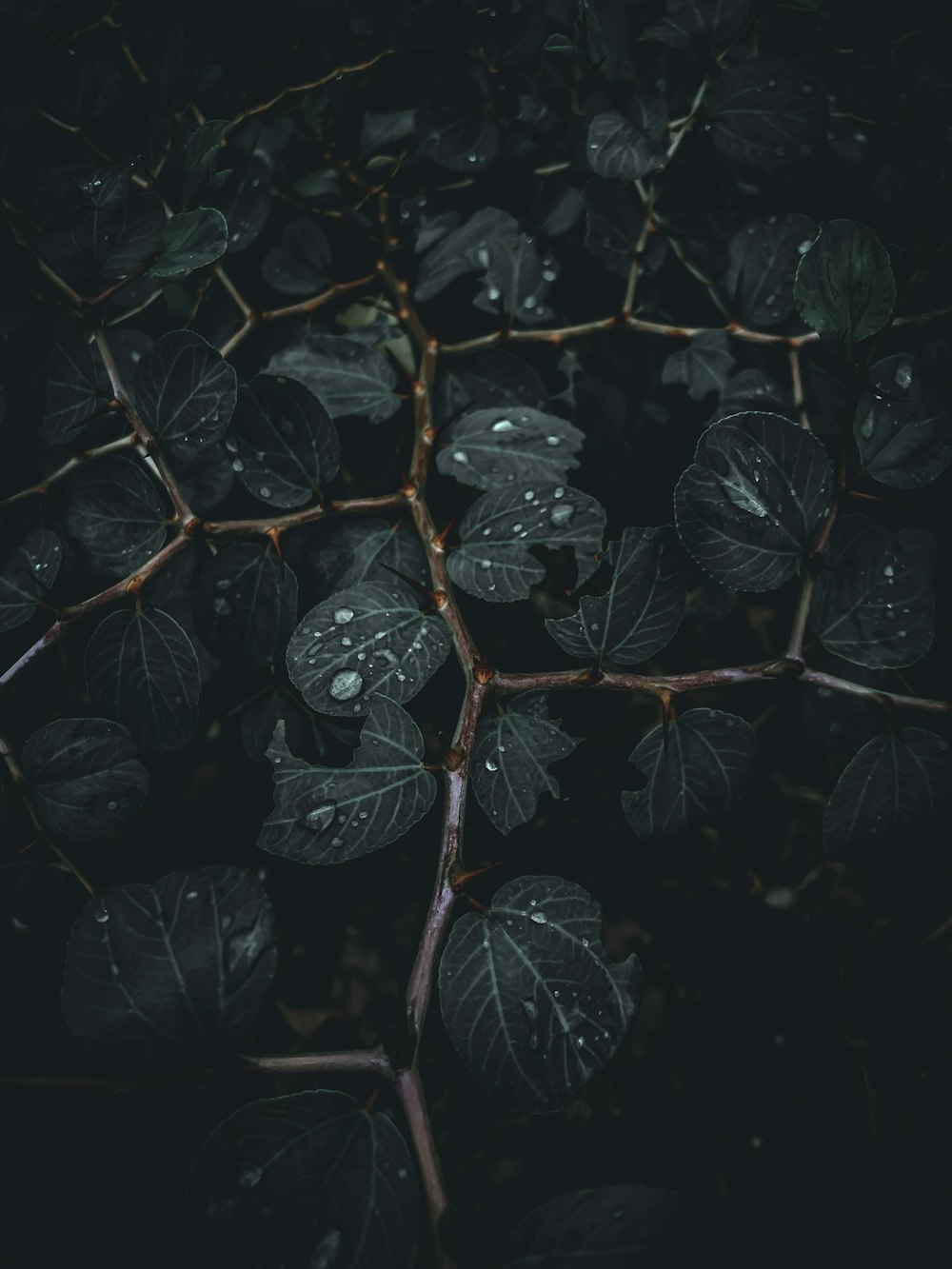 black and purple leaves in close up photography