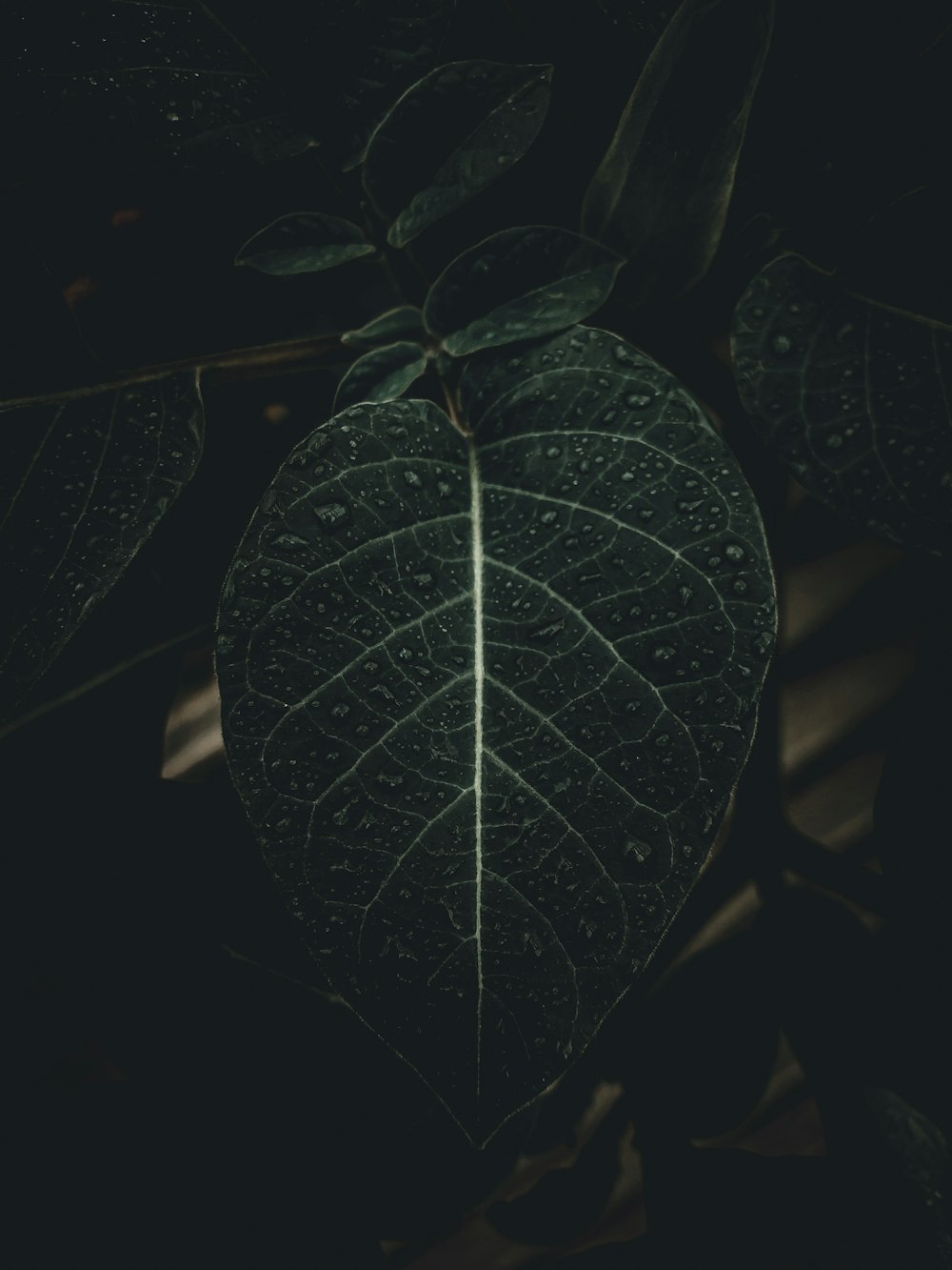 pianta a foglia verde in fotografia ravvicinata