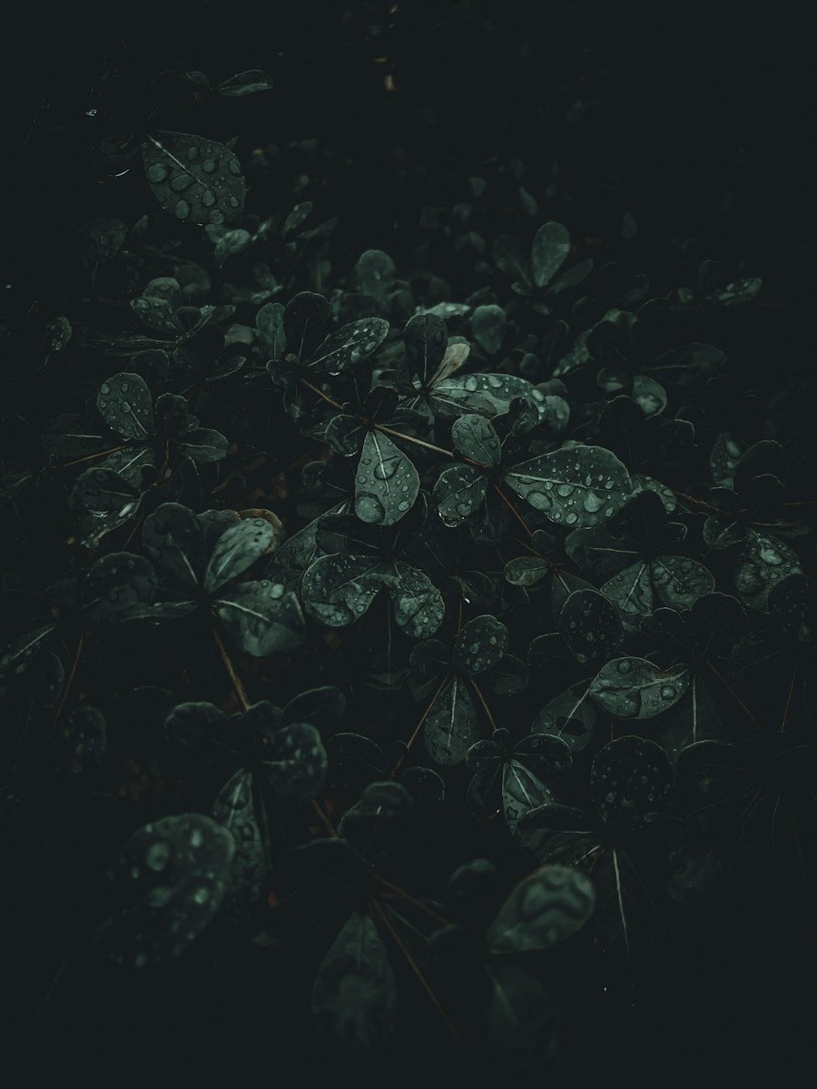 Dark leaves water