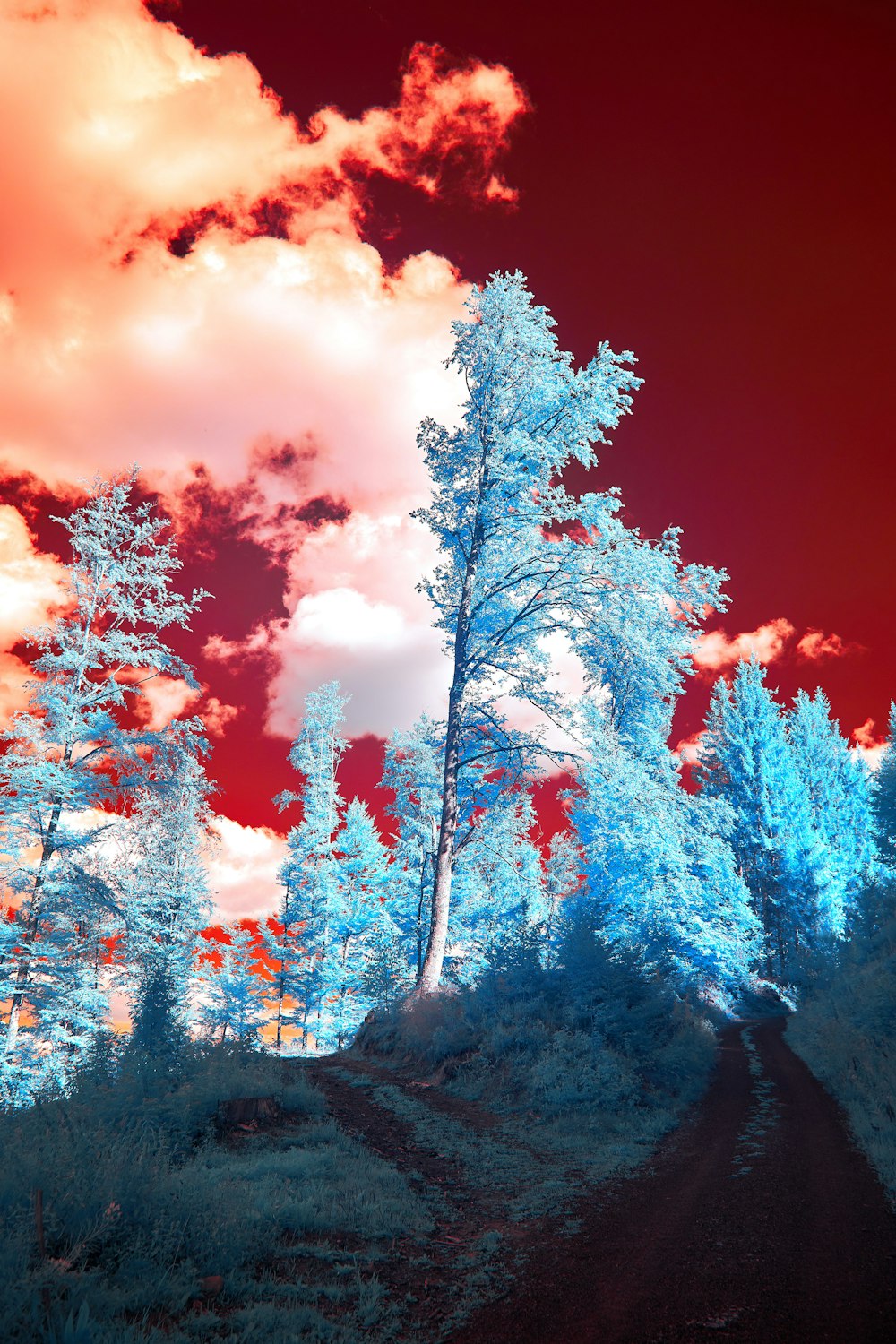 red and brown trees under blue sky during daytime