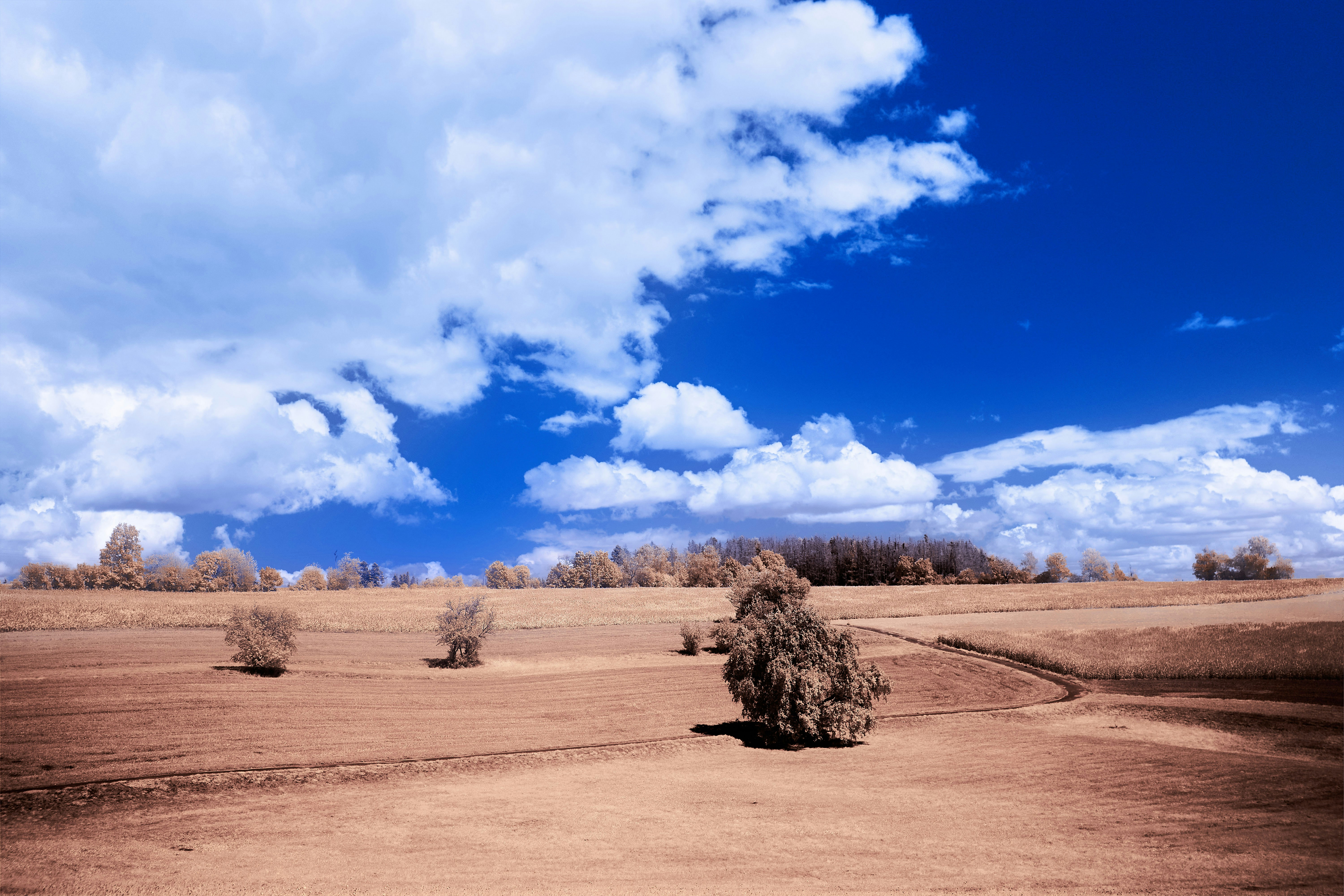 Photo by wolfgang_hasselmann