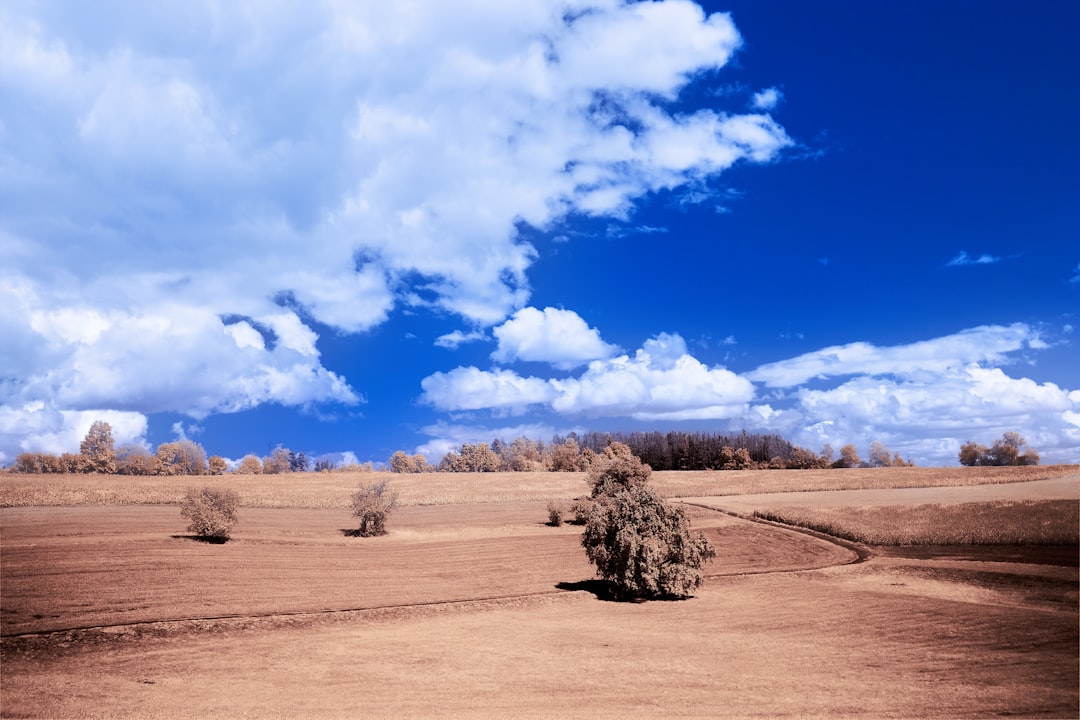 green tree on brown field under blue and white cloudy sky during daytime