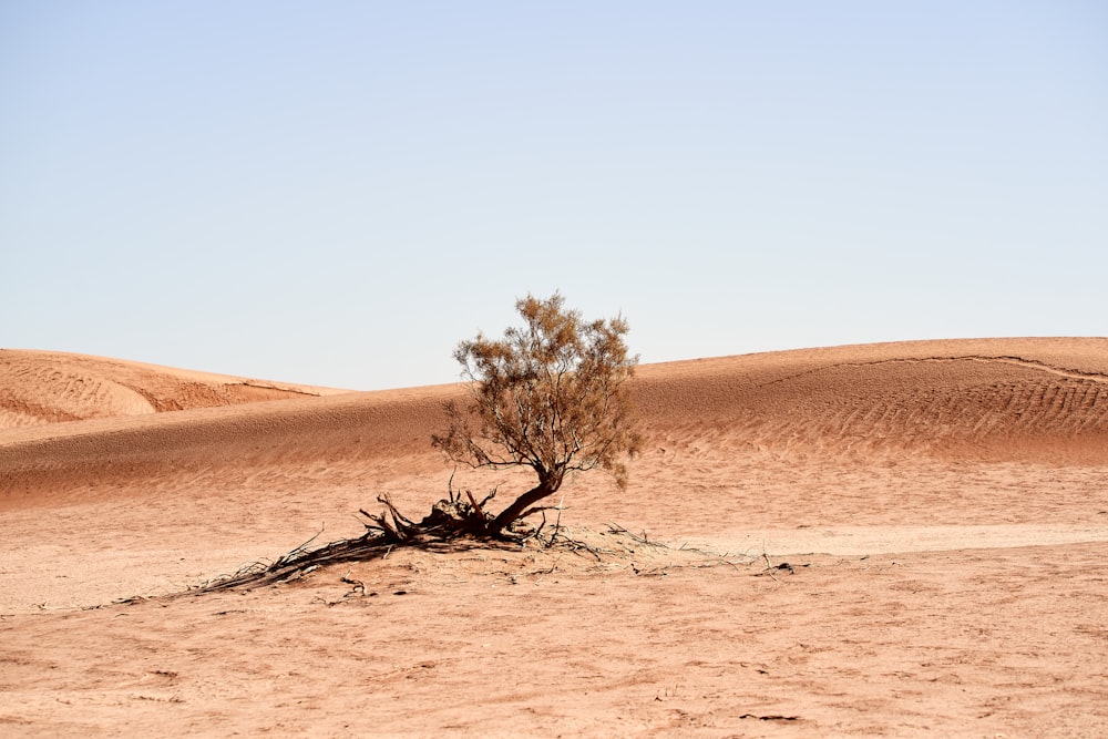 brown tree on brown sand during daytime