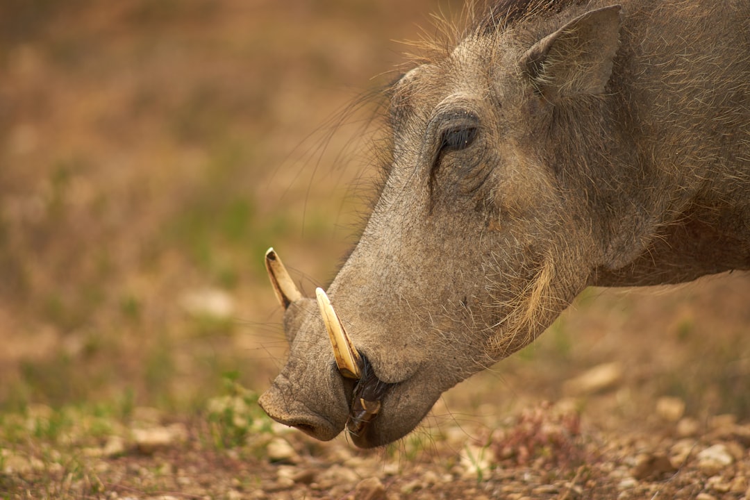 brown elephant on brown grass field during daytime