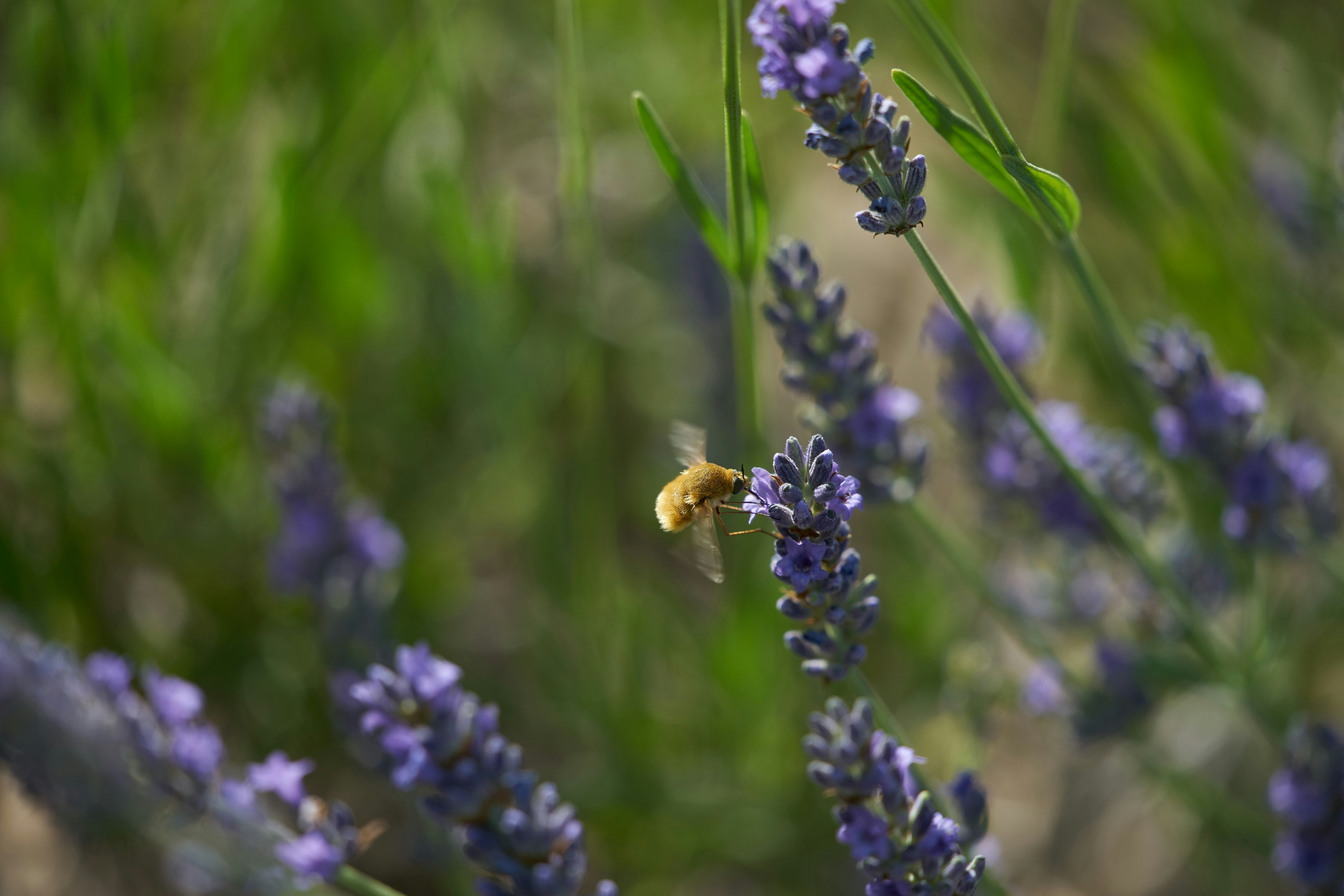 Photo by wolfgang_hasselmann