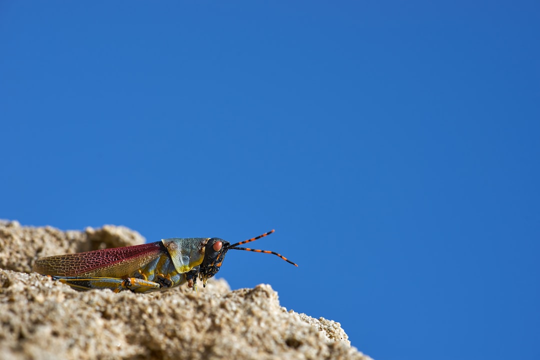 green and brown grasshopper on gray rock during daytime