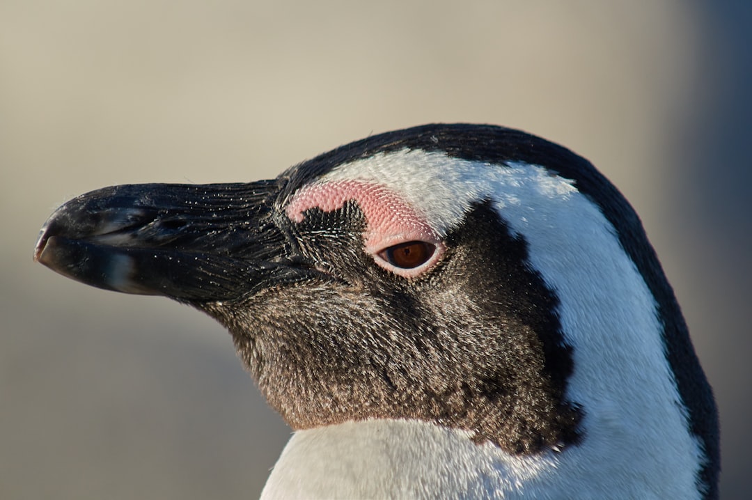 black and white bird in close up photography