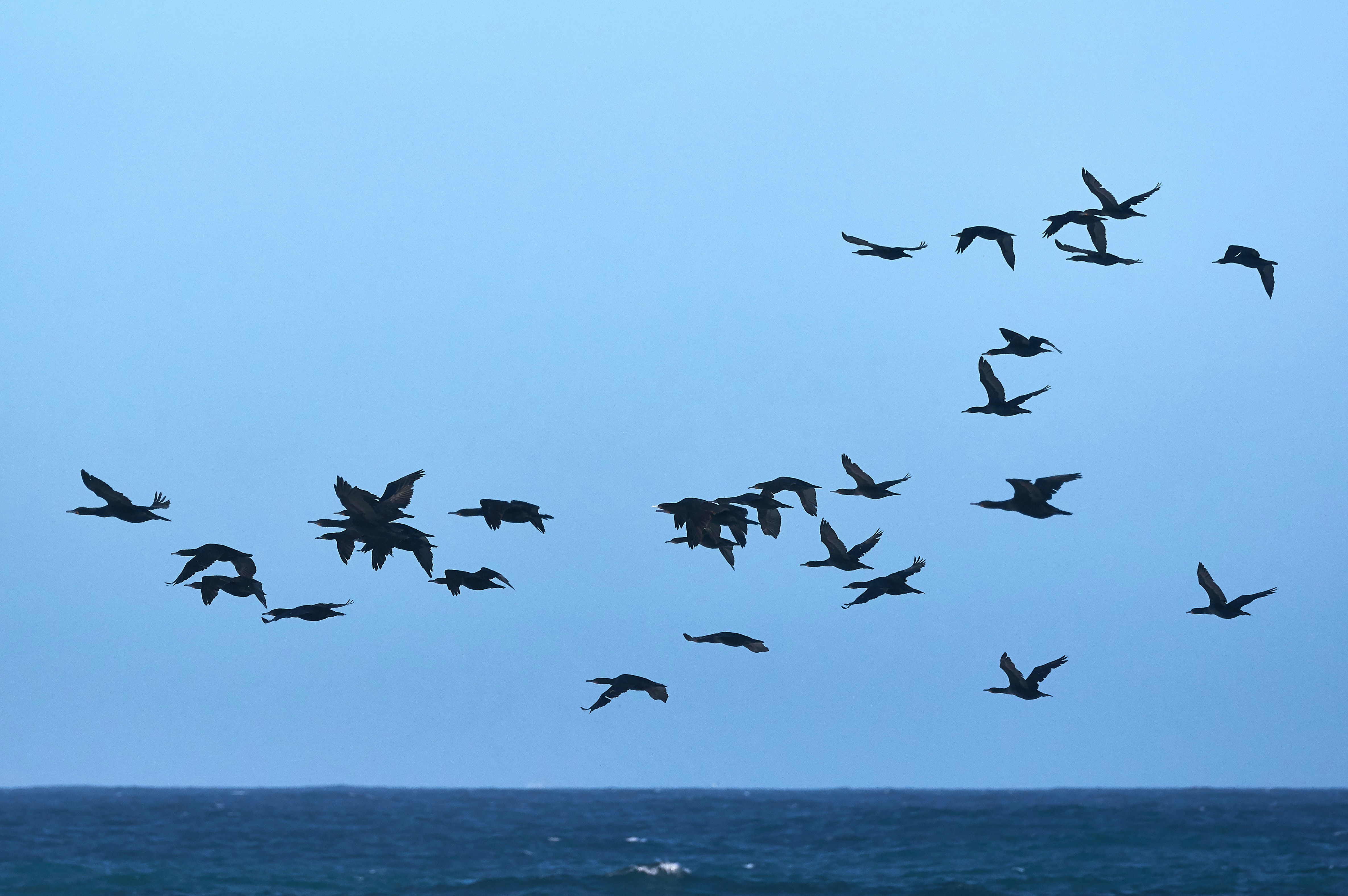 昼間に海の上を飛ぶ鳥の群れの写真 Unsplashで見つける青いの無料写真