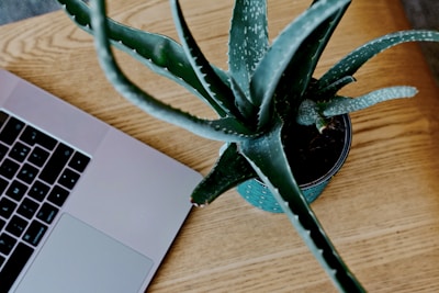 Close-up of a small desktop plant with vibrant green leaves sitting beside a laptop and a cup of coffee.