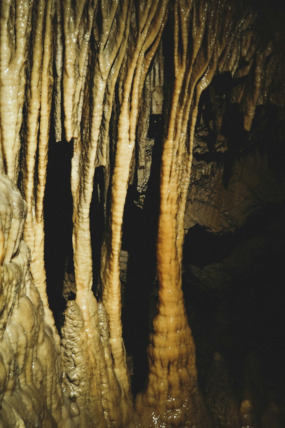 夜間の茶色い木の幹