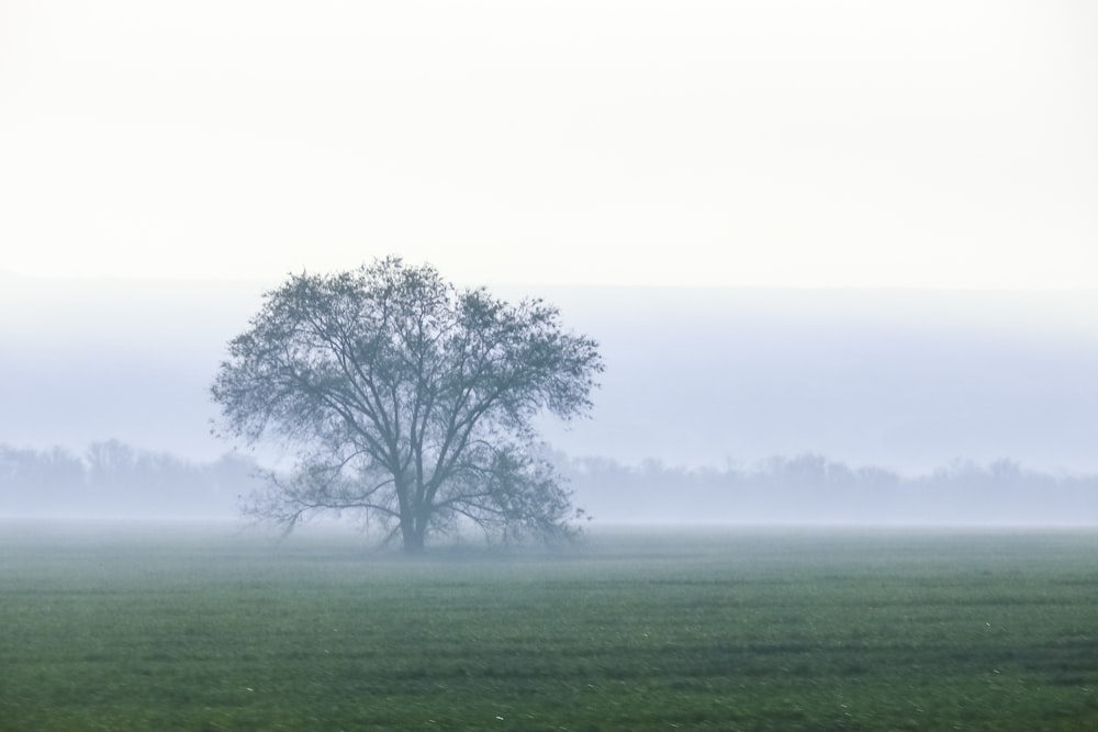 arbre vert sur un champ d’herbe verte pendant la journée