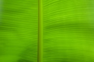 green and black striped textile