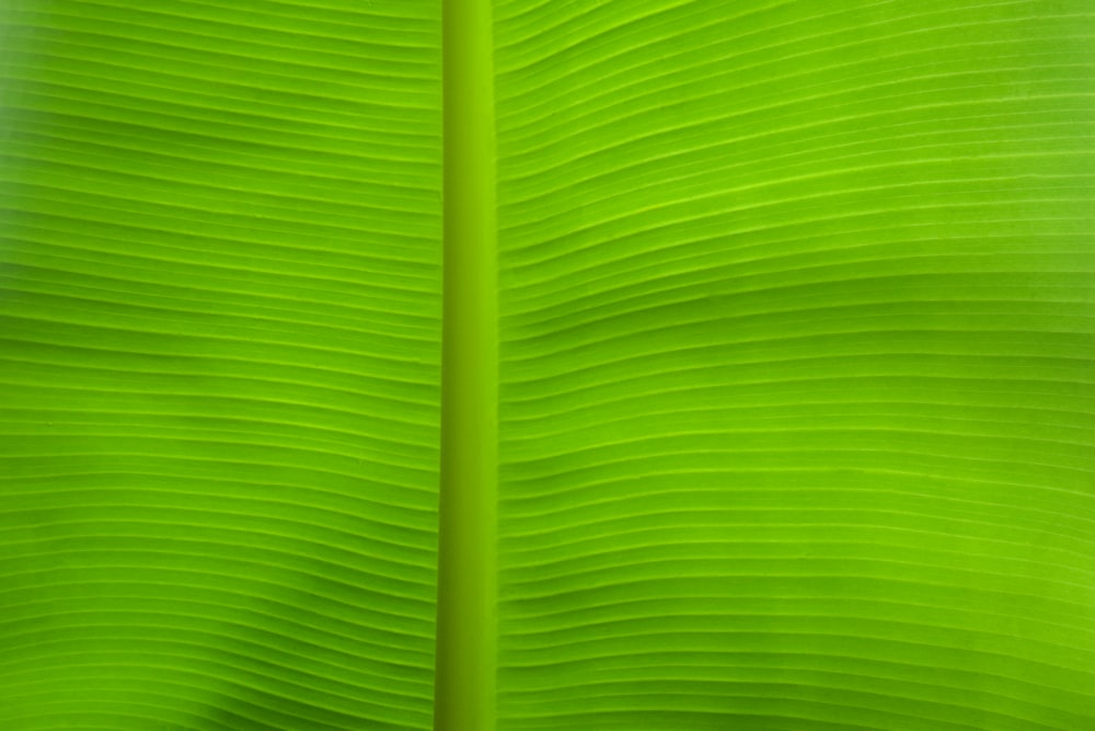 green and black striped textile