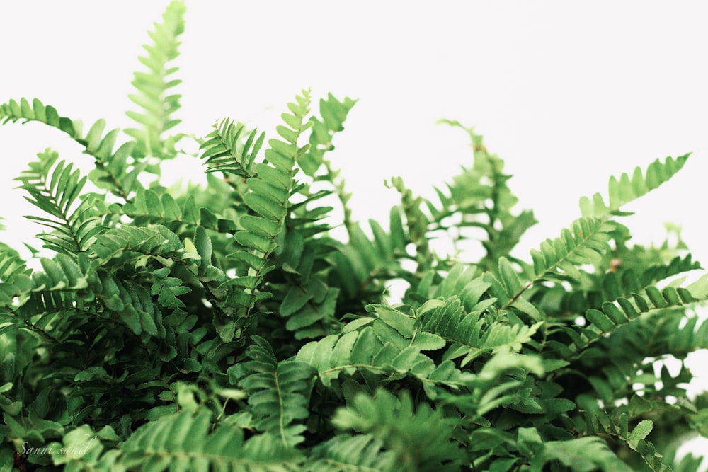 green leaves under white sky during daytime