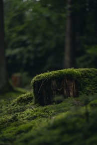 green moss on brown tree trunk