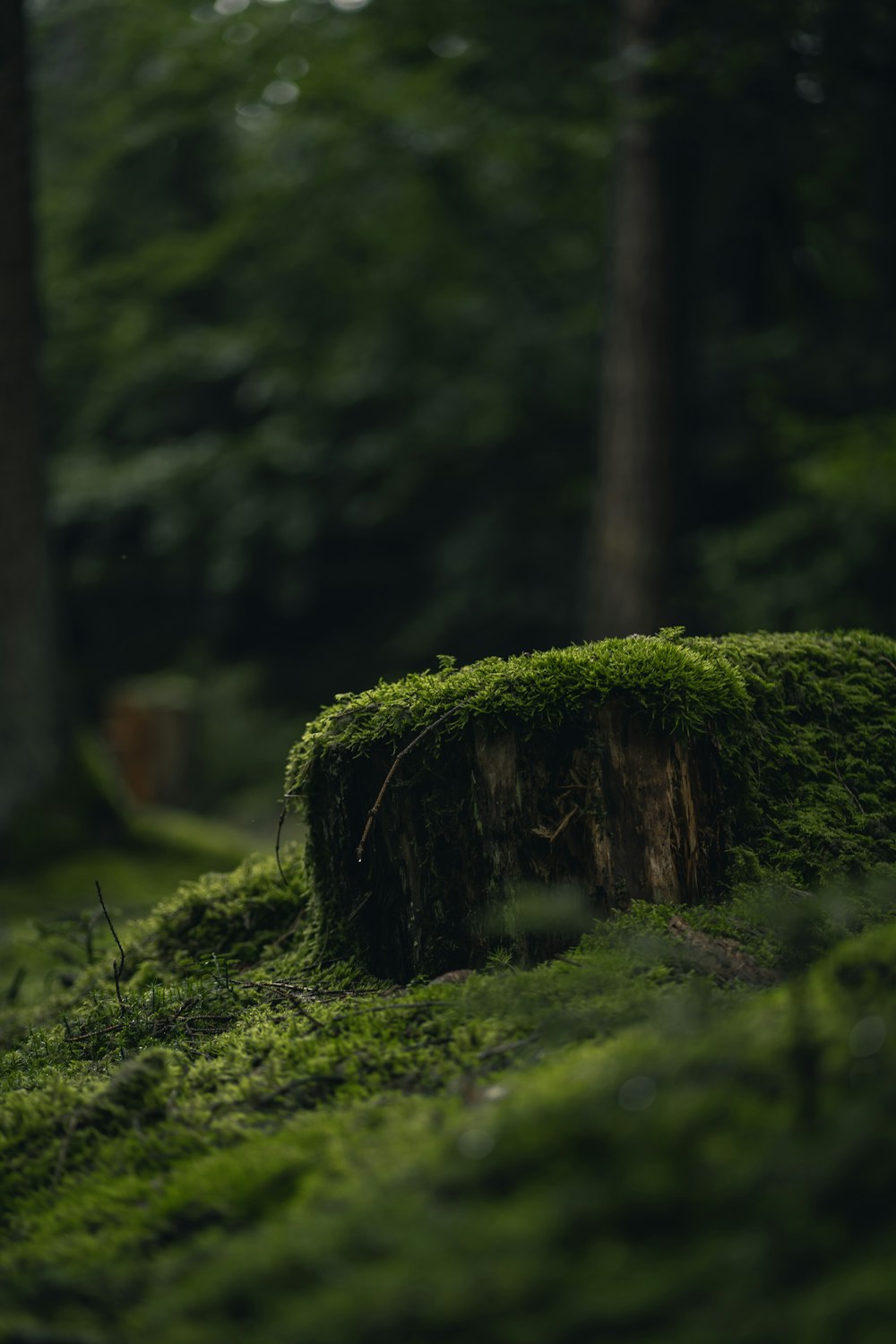 茶色の木の幹に緑の苔