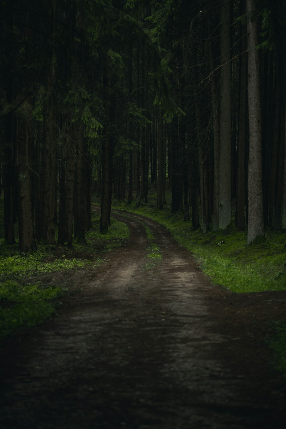 brown dirt road between trees during daytime