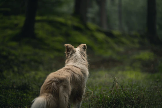 Chien anxieux : 7 activités pour le calmer et renforcer votre lien