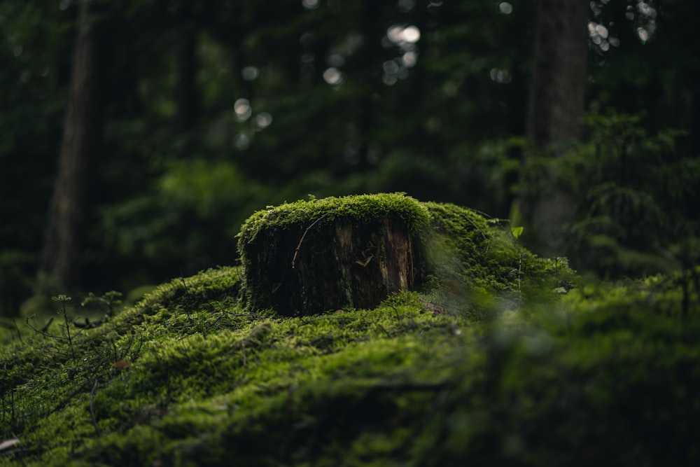 green moss on brown tree trunk